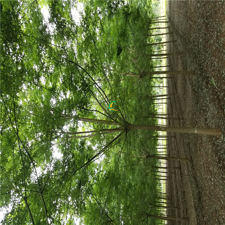 ʵ
